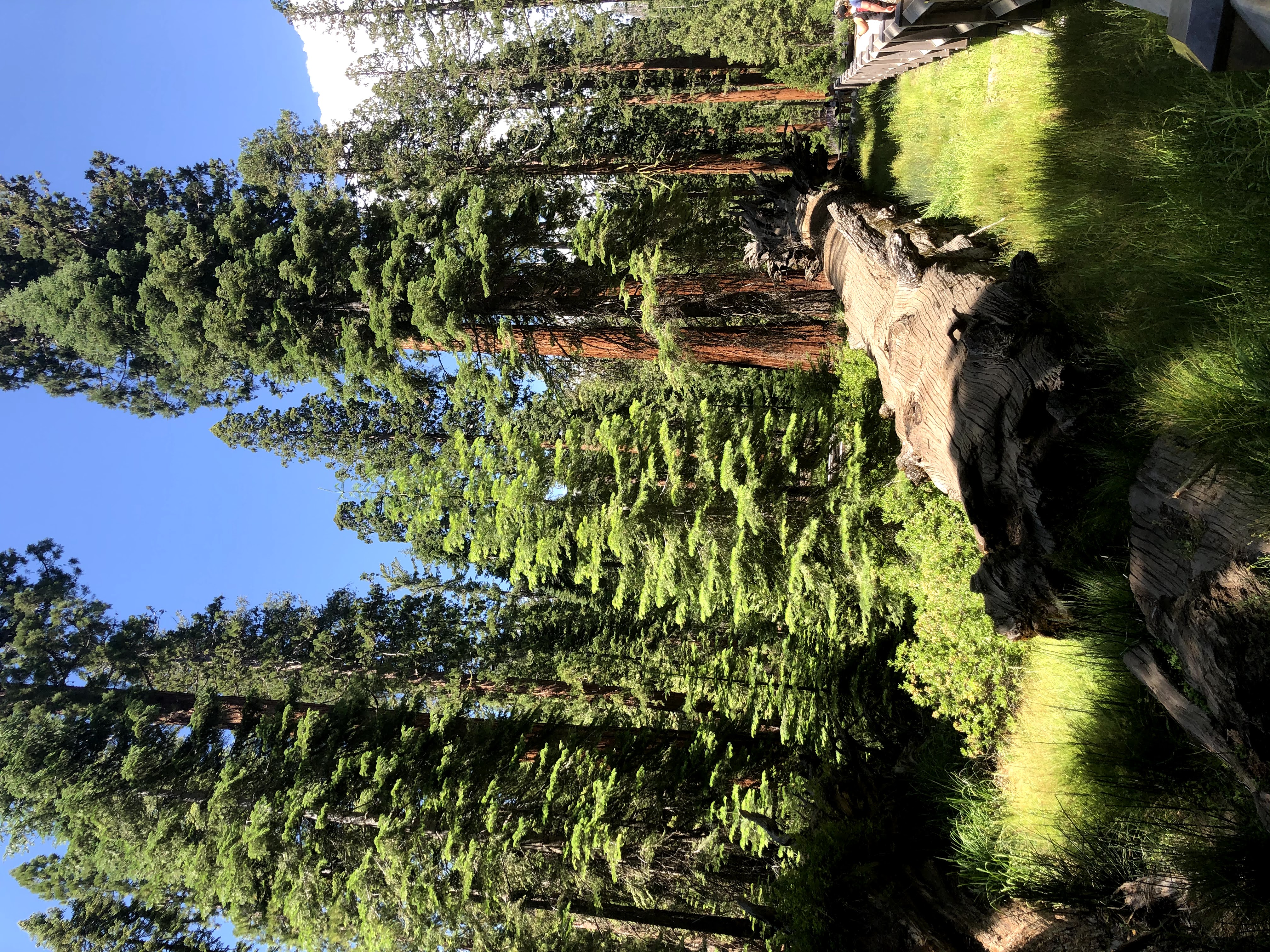 Fallen sequoia in the Mariposa grove. Biggest trees I have ever seen, but not necessarily worth the walk given limited time to explore Yosemite